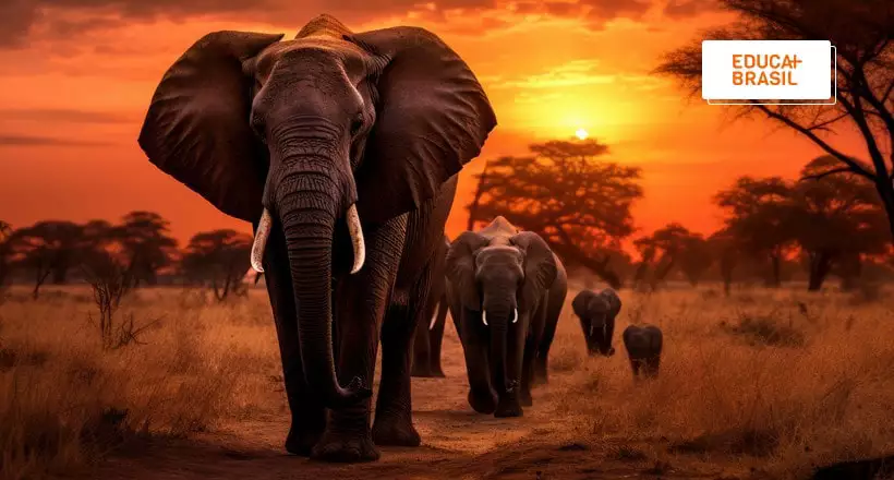 elefante